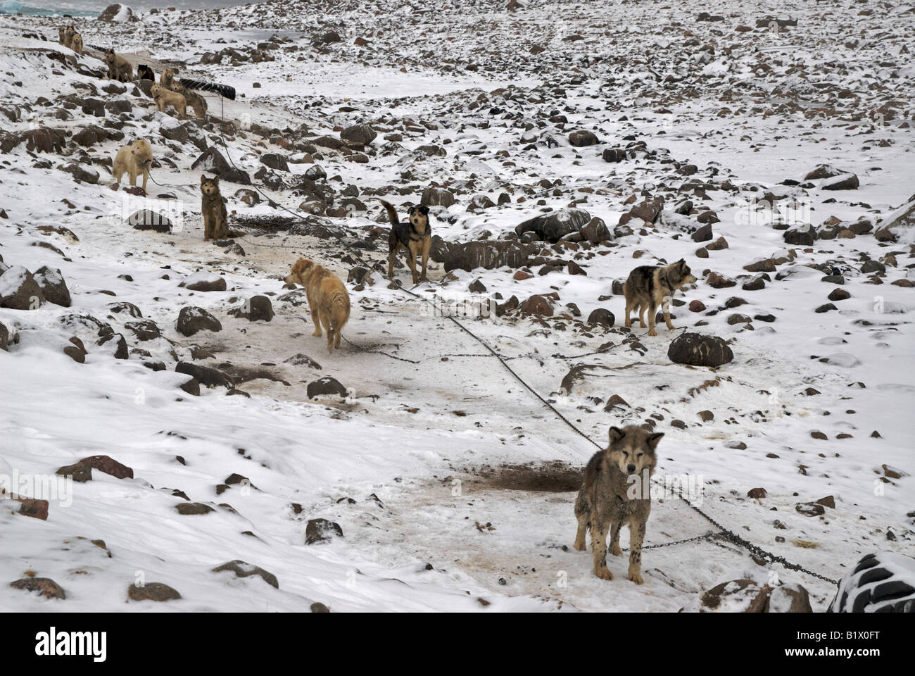 Slitte trainate da cani incatenati fino in Grise Fiord, Nunavut. Il Canada è più settentrionali della Comunità. In queste regioni i cani vengono utilizzati per le utility Foto Stock
