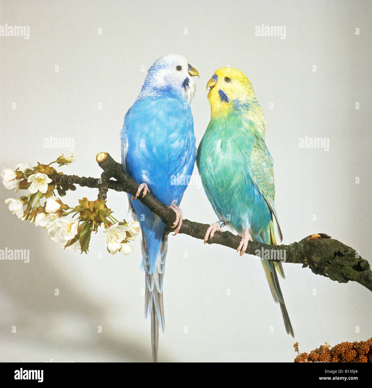 Due pappagalli - seduta sul ramo Foto Stock