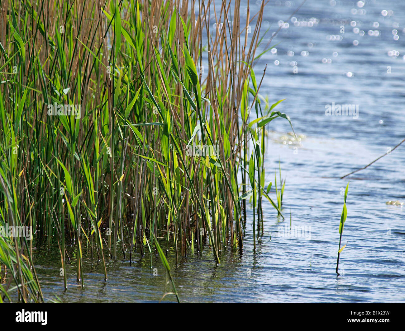 Letto REED E ACQUA HICKLING VASTA RISERVA NATURALE NORFOLK England Regno Unito Foto Stock