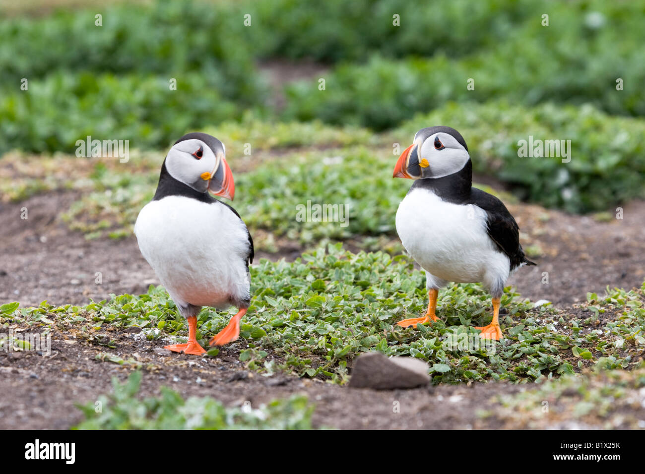 Due Atlantic pulcinelle di mare (Fratercula arctica) Foto Stock