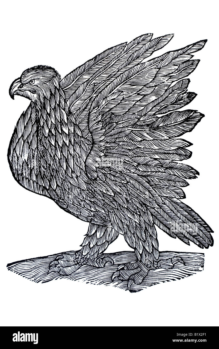 Aquila in piedi con ali sollevato Foto Stock