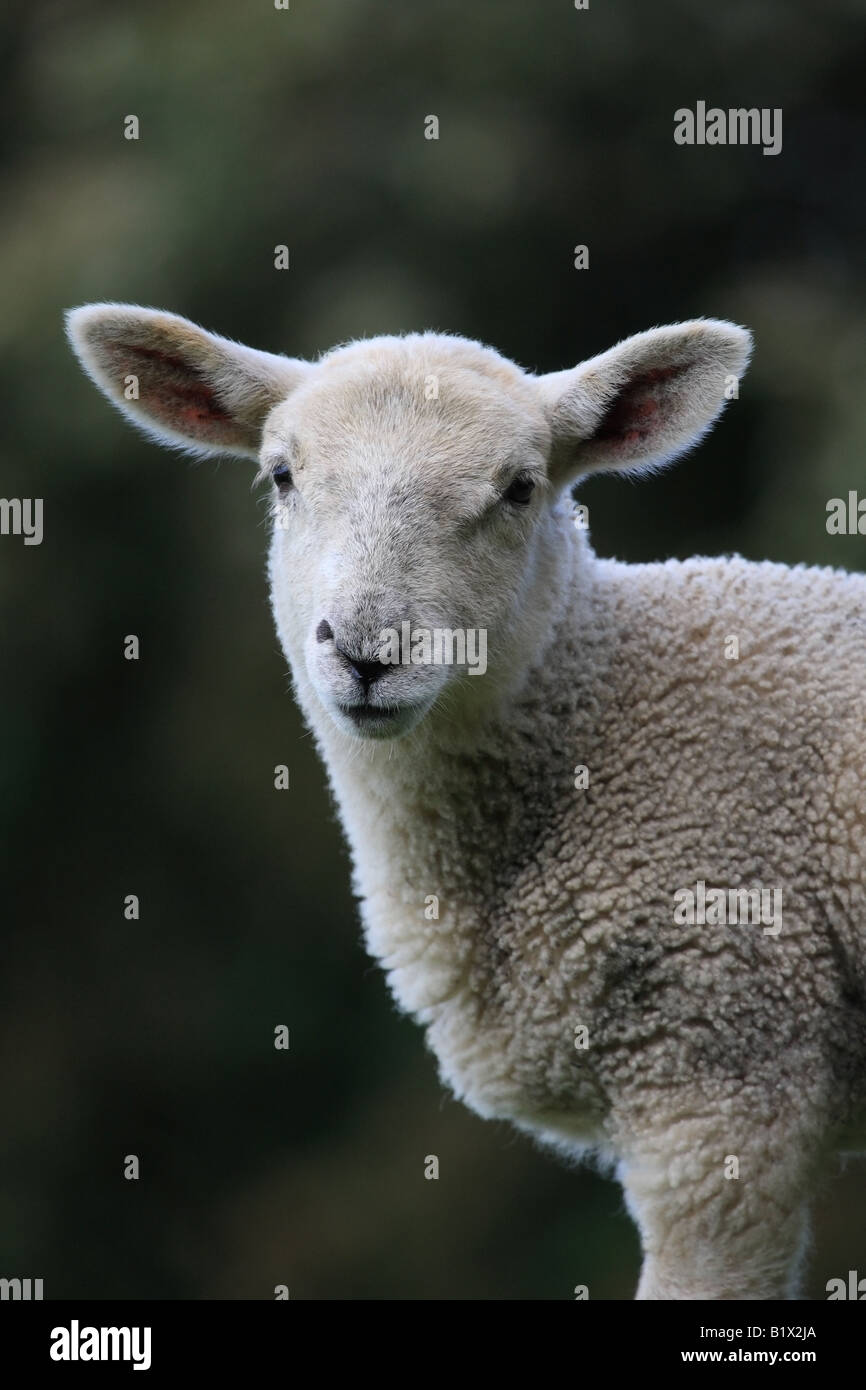 Croce di agnello di razza Regno Unito Foto Stock