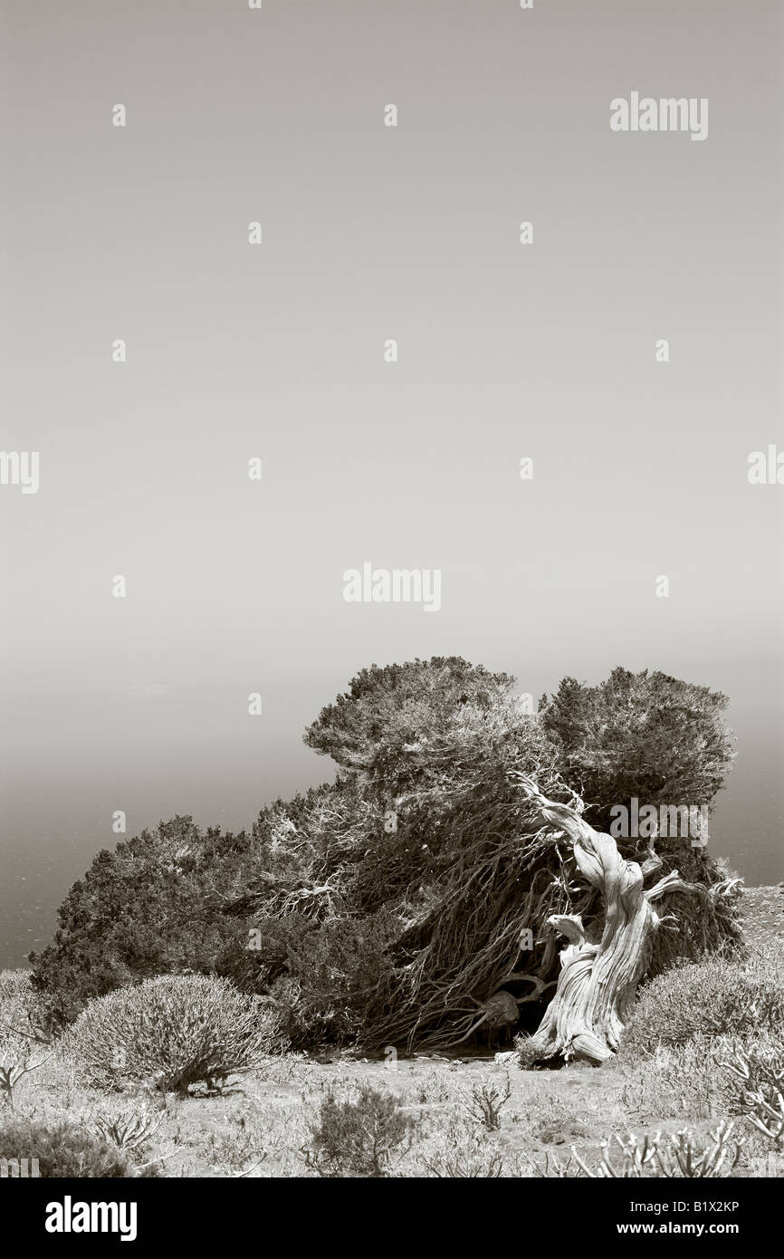 Nodose vecchio albero di ginepro piegato verso il basso e modellata dal vento, El Sabinal, El Hierro, Isole Canarie, dai toni seppia Foto Stock