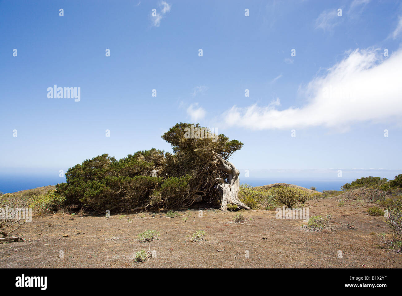 Albero di ginepro piegato verso il basso e modellata dal vento perenne, El Sabinal, El Hierro, Isole Canarie, in bianco e nero Foto Stock