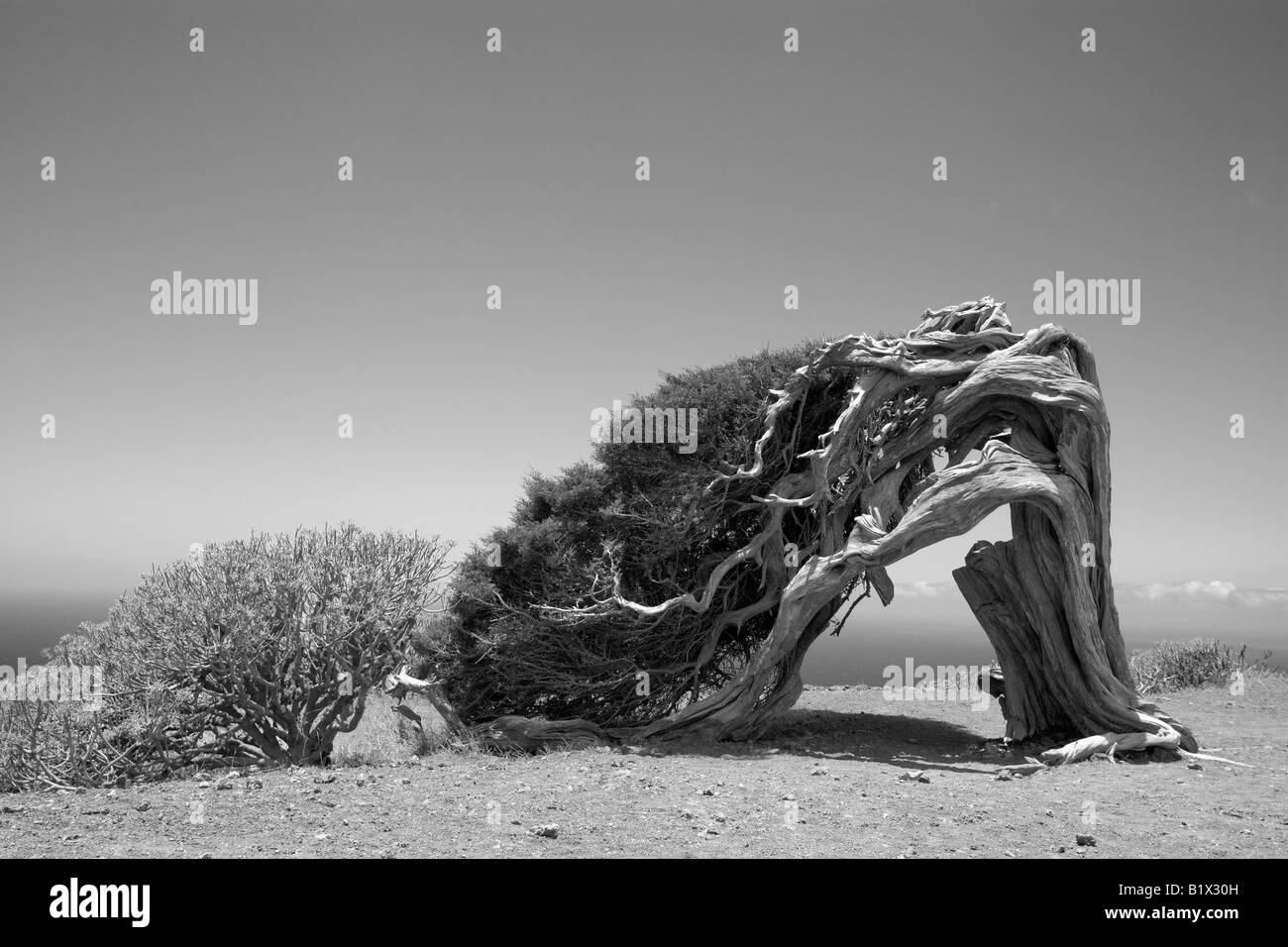 Nodose vecchio albero di ginepro piegato verso il basso ma non rotto dal vento perenne, El Sabinal, El Hierro, Isole Canarie, in bianco e nero Foto Stock
