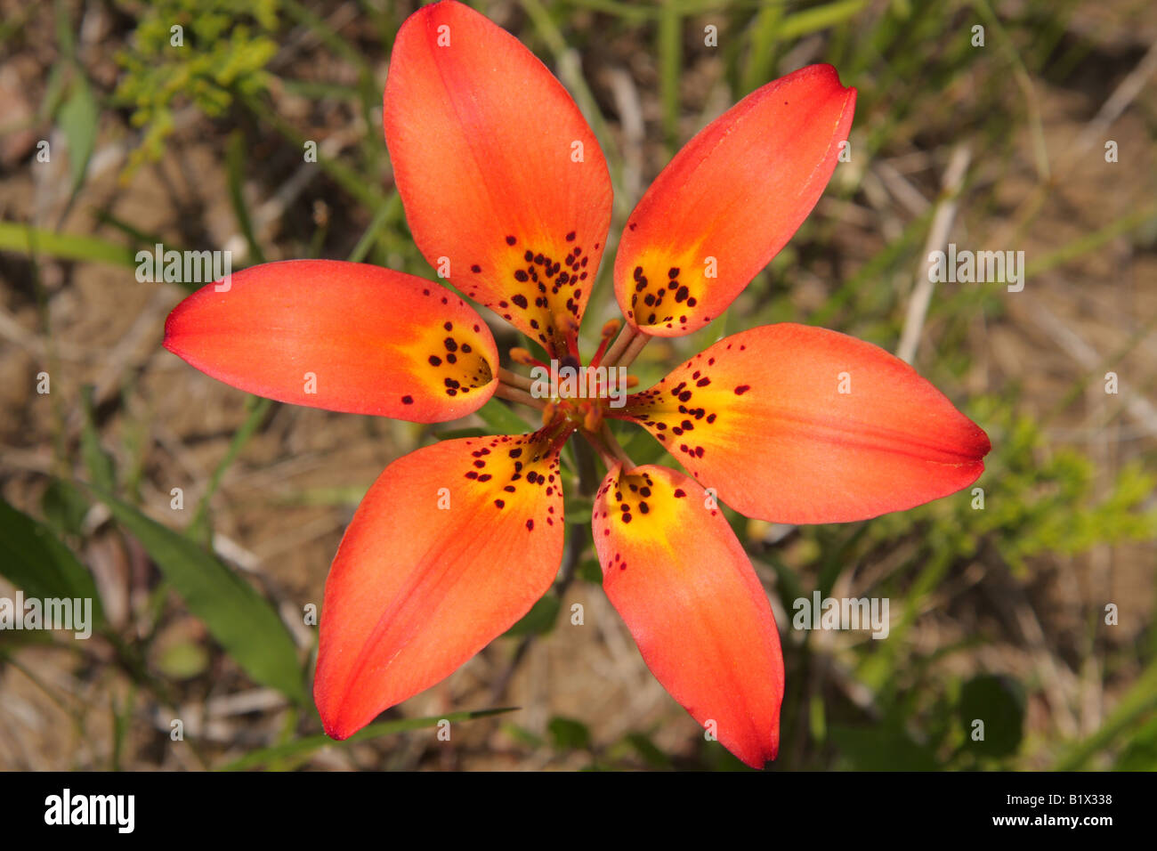 Giglio di legno, Lilium philadelphicum, Parco Nazionale di Yoho, BC Foto Stock