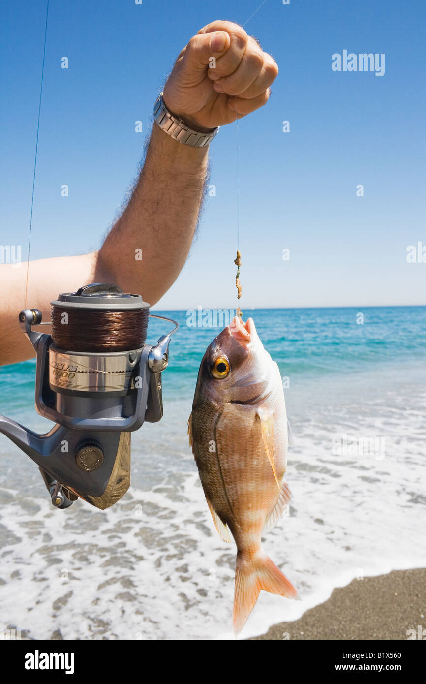 Il pesce appena pescato Foto Stock