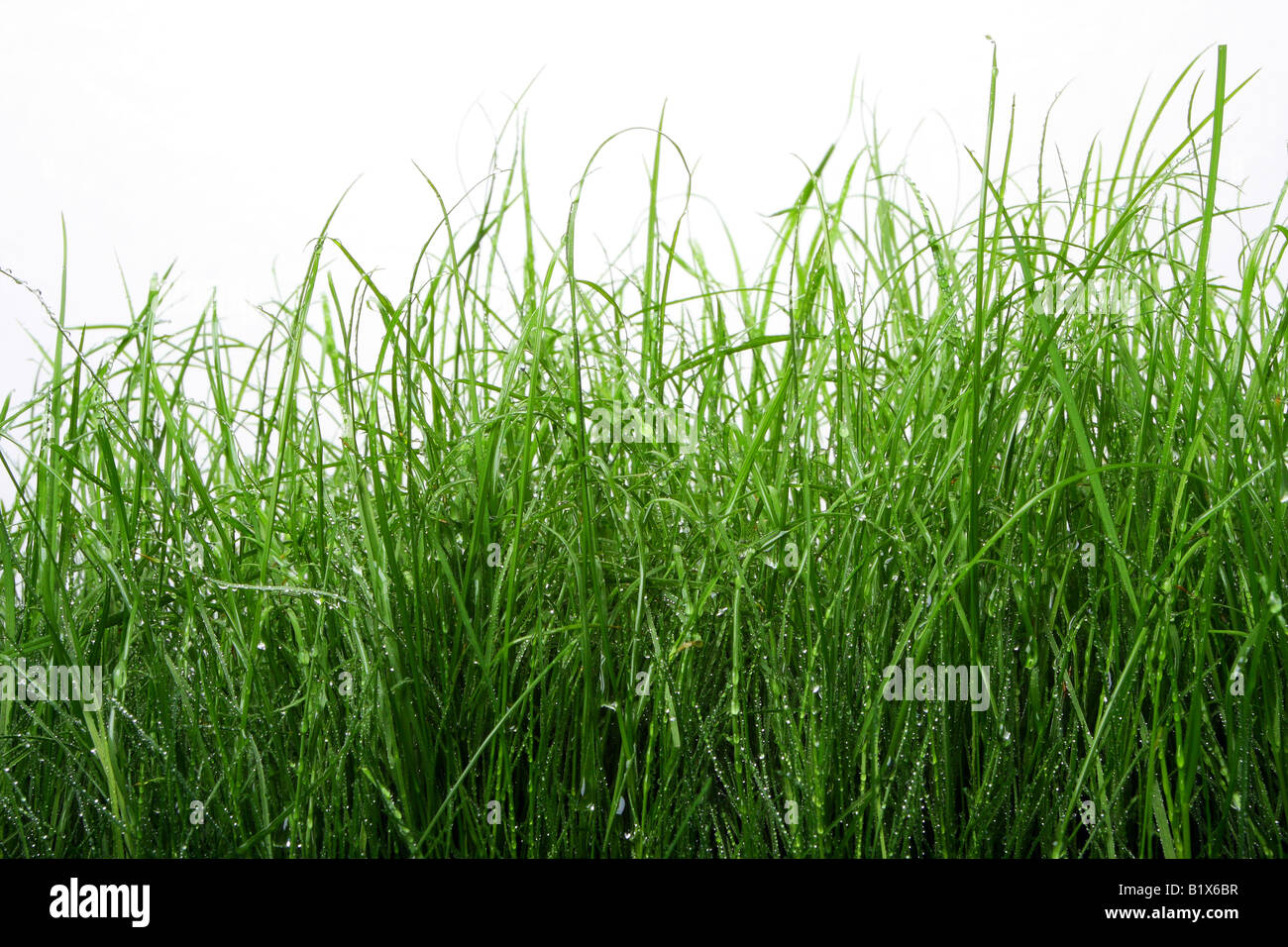 Erba verde con gocce d'acqua sulla isolato contro bianco Foto Stock