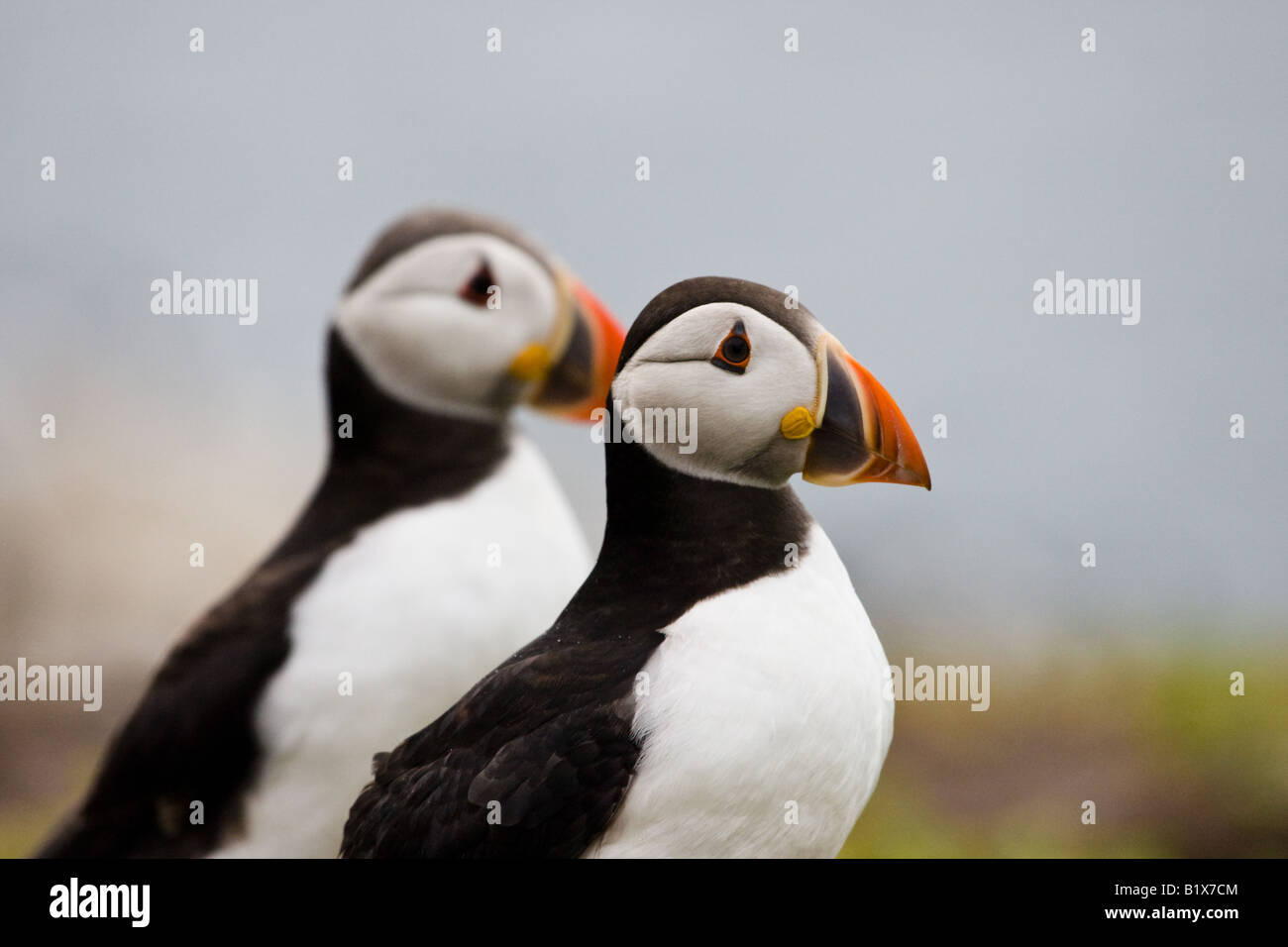 Due Atlantic pulcinelle di mare (Fratercula arctica) Foto Stock