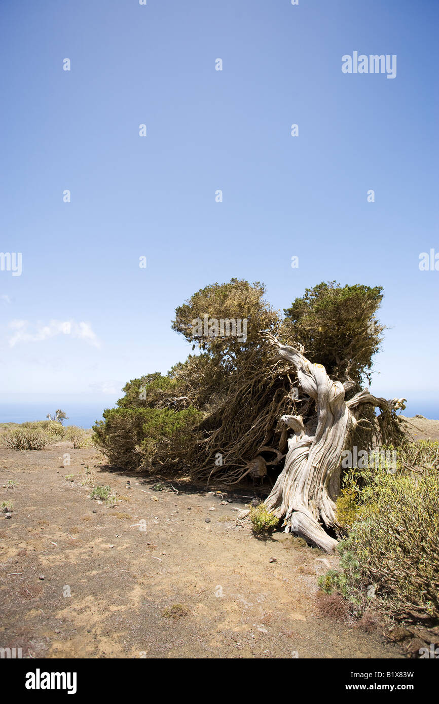 Nodose vecchio albero di ginepro piegato verso il basso ma non rotto dal vento perenne, El Sabinal, El Hierro, Isole Canarie, in bianco e nero Foto Stock