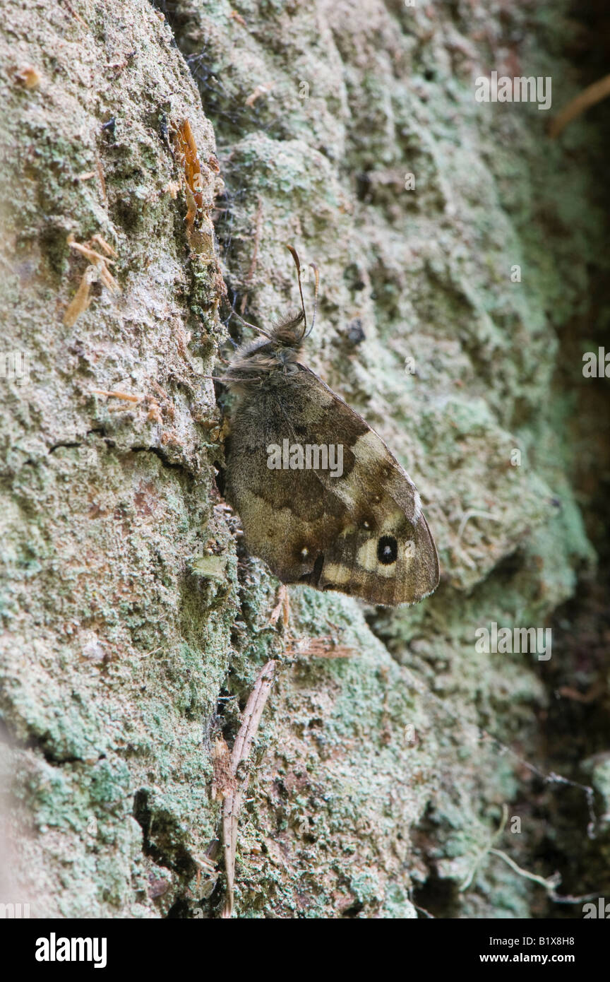 Pararge aegeria. Punteggiate di farfalle Legno mimetizzata contro la corteccia di albero. Reelig Glen, Inverness, Scotland Foto Stock