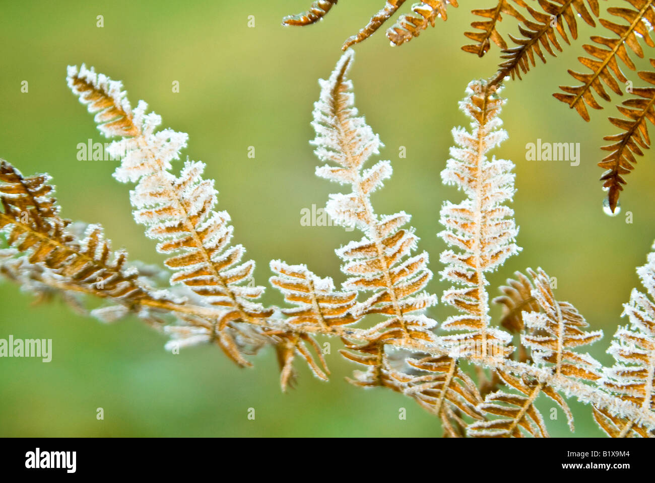 Chiudere orizzontale di pesanti inizio gelo disgelo su un frond di marrone bracken 'Pteridium aquilinum'. Foto Stock