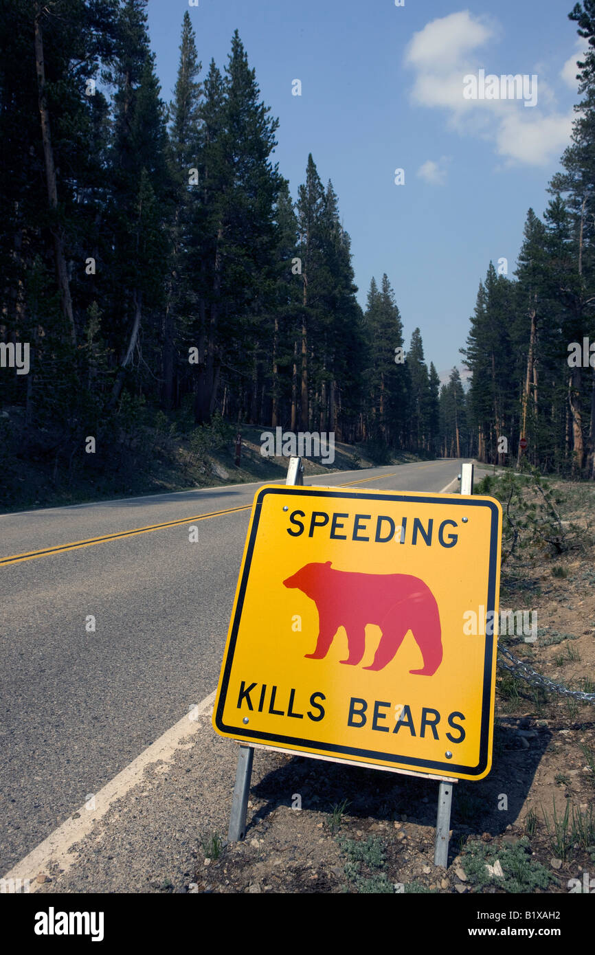 Un giallo e nero cartello stradale con un orso rosso nella foto lungo la Tioga Road che avvisa i conducenti che 'Speeding uccide Orsi' Foto Stock