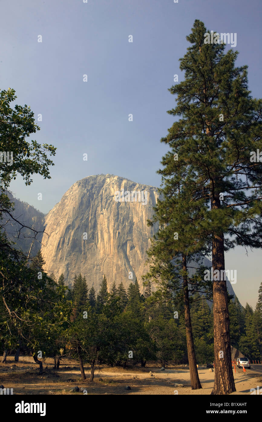 Un albero sempreverde di fronte a El Capitan, Yosemite National Park, California, Stati Uniti d'America. Foto Stock