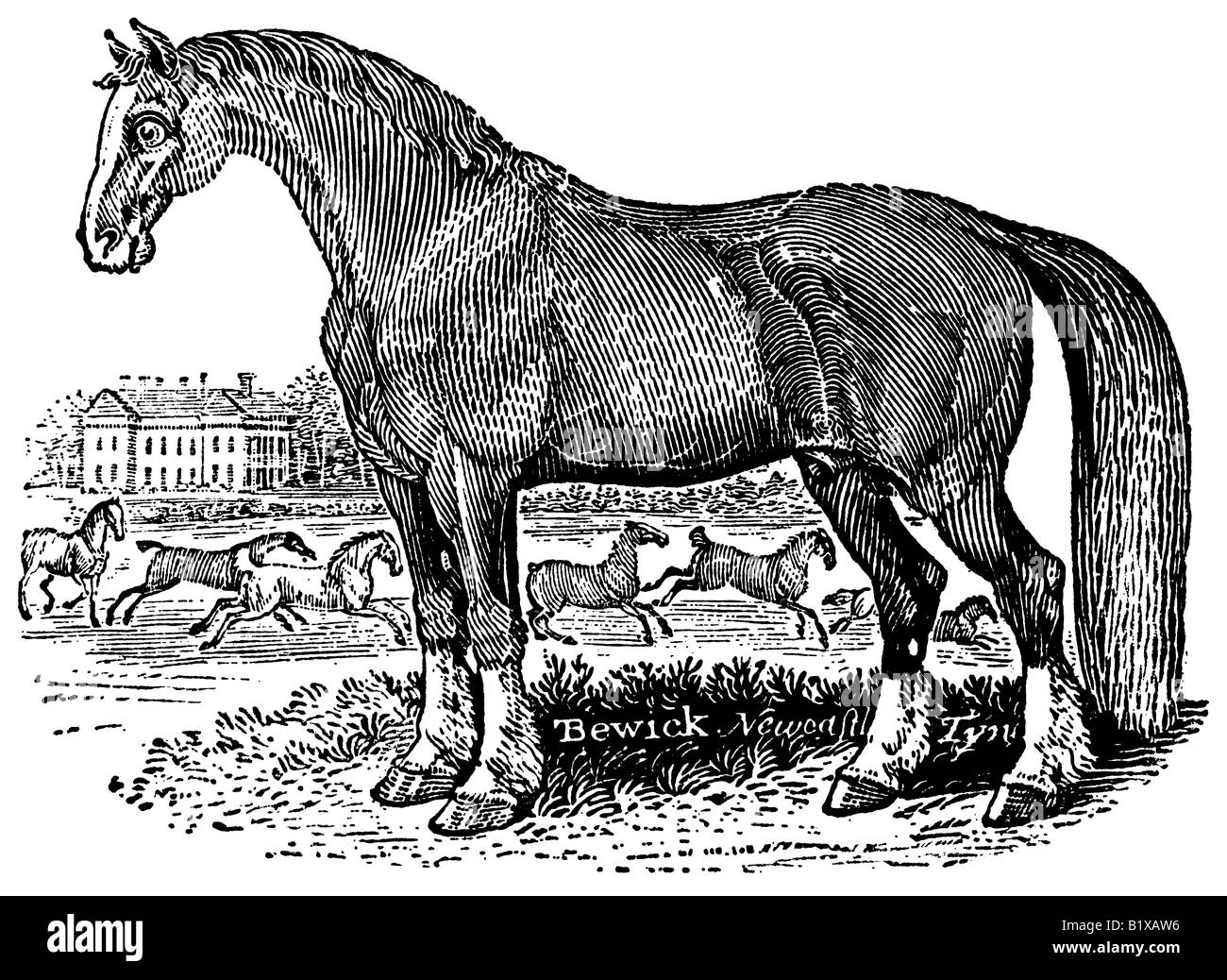 Un antico legno-incisioni (xilografia) di un cavallo in piedi in un campo; essa è stata fatta da Thomas Bewick in (o prima) 1790. Foto Stock