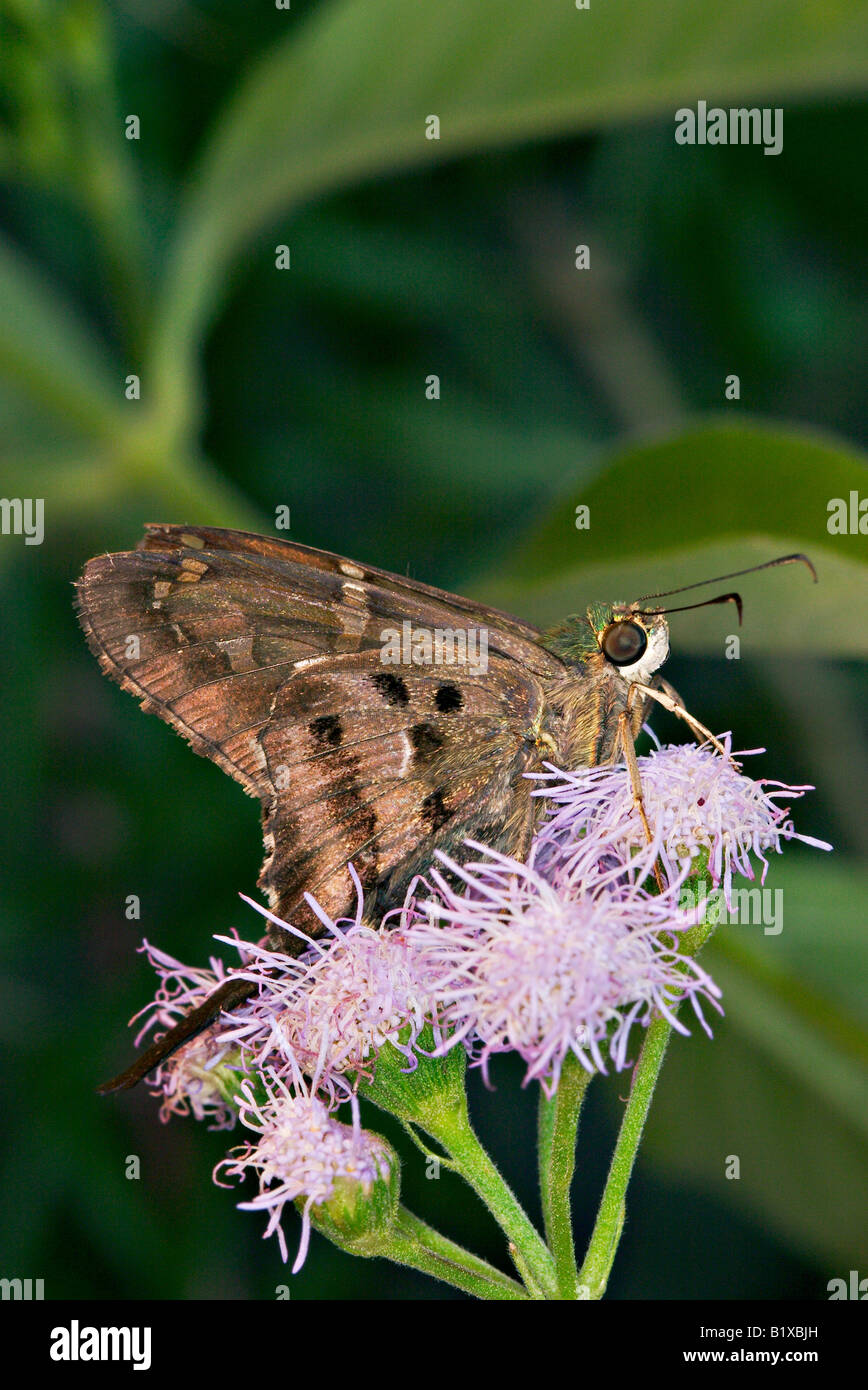 Long-tailed Skipper Urbanus proteus Foto Stock