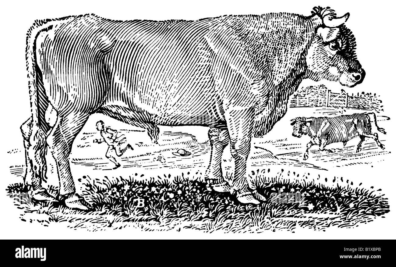 Una antica incisione su legno (xilografia) di un toro, fatta da Thomas Bewick nel 1790. Foto Stock