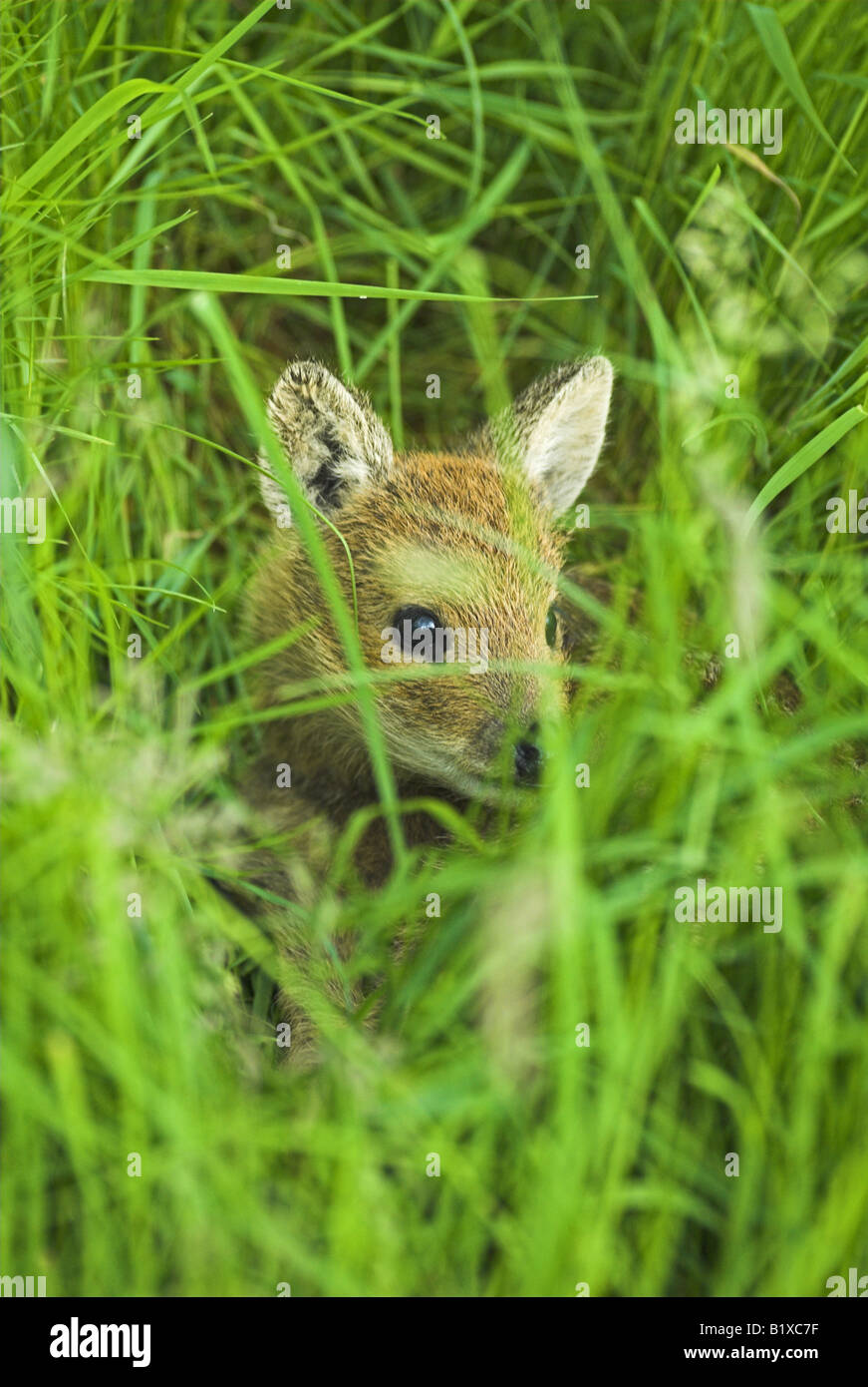 Ritratto di un Red Deer Fawn hidding in erba Foto Stock