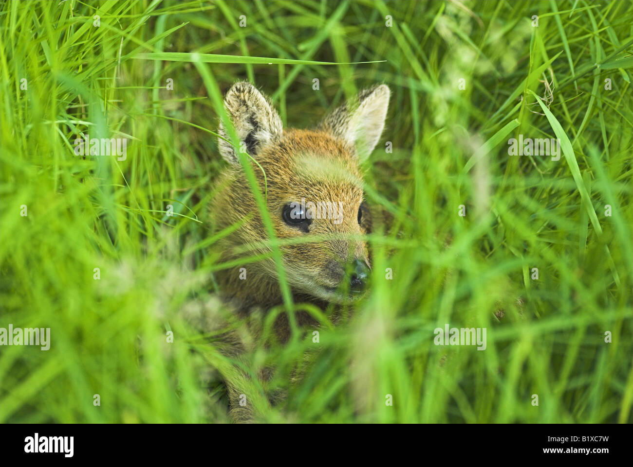 Vista del paesaggio di una Red Deer Fawn posa in erba Foto Stock