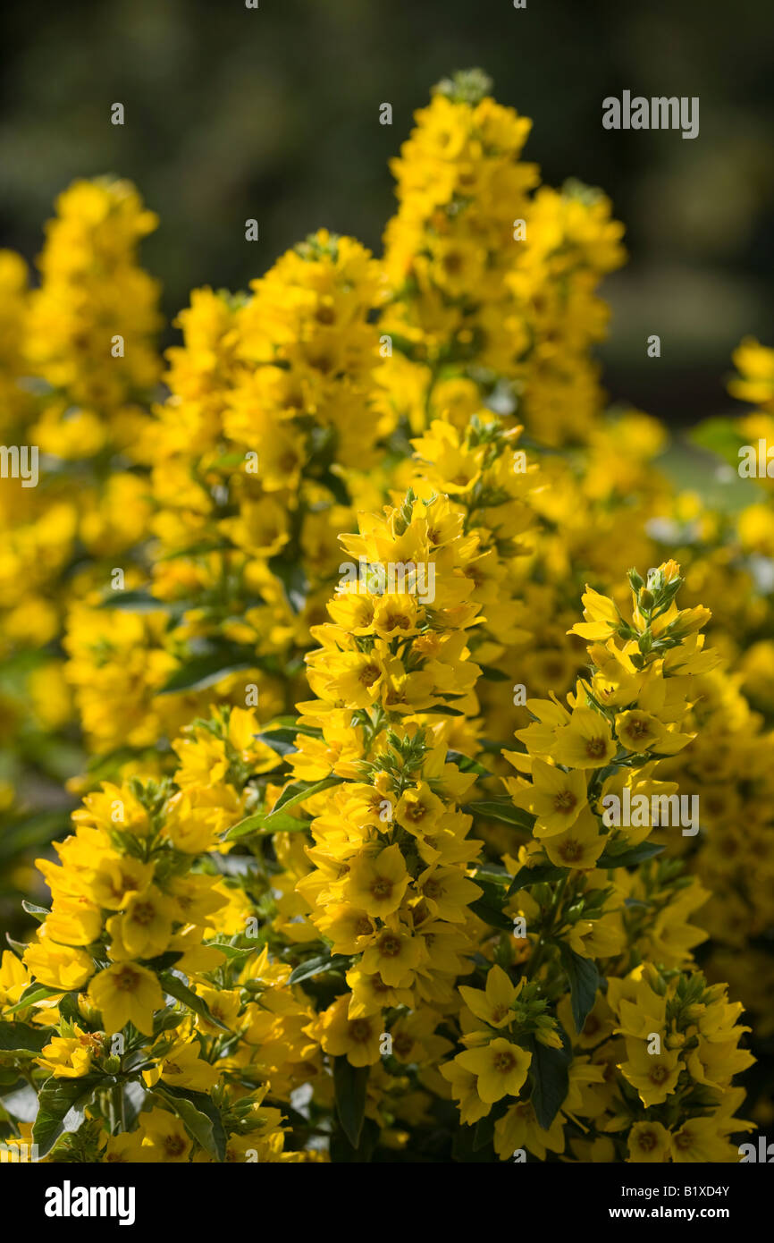 Giallo (Loosestrife Lysimachia punctata) Foto Stock