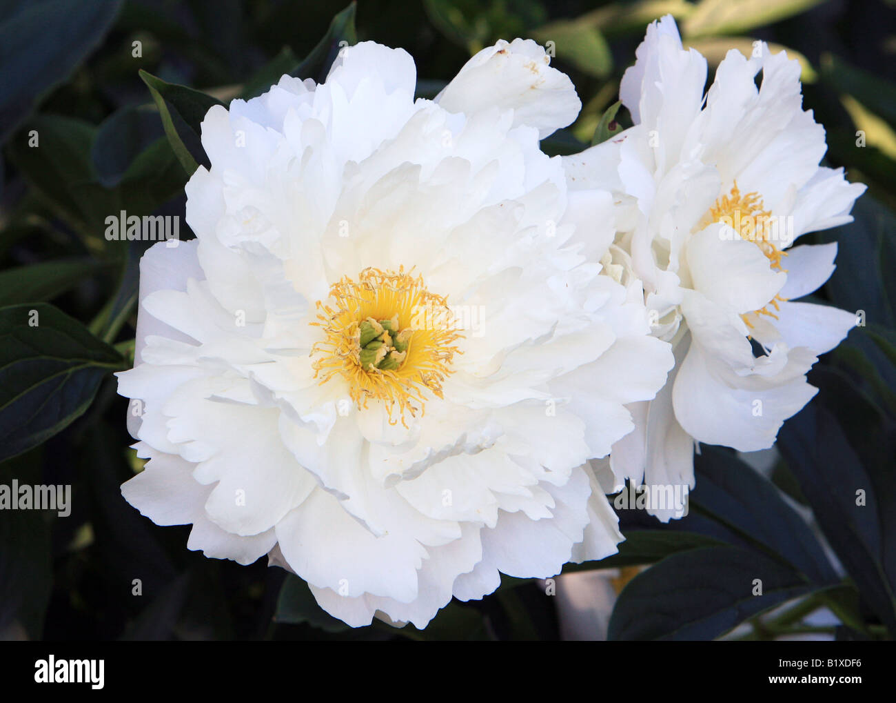 Un grande bianco Paeonia Suffruticosa Renkaku peonia. Foto Stock