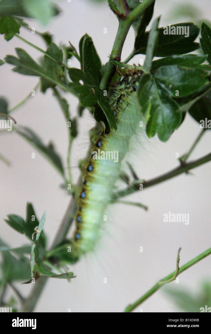 Giant Atlas Moth Caterpillar, Attacus atlas, Saturniidae, Lepidotteri. India, Sri Lanka, Cina e Asia Foto Stock