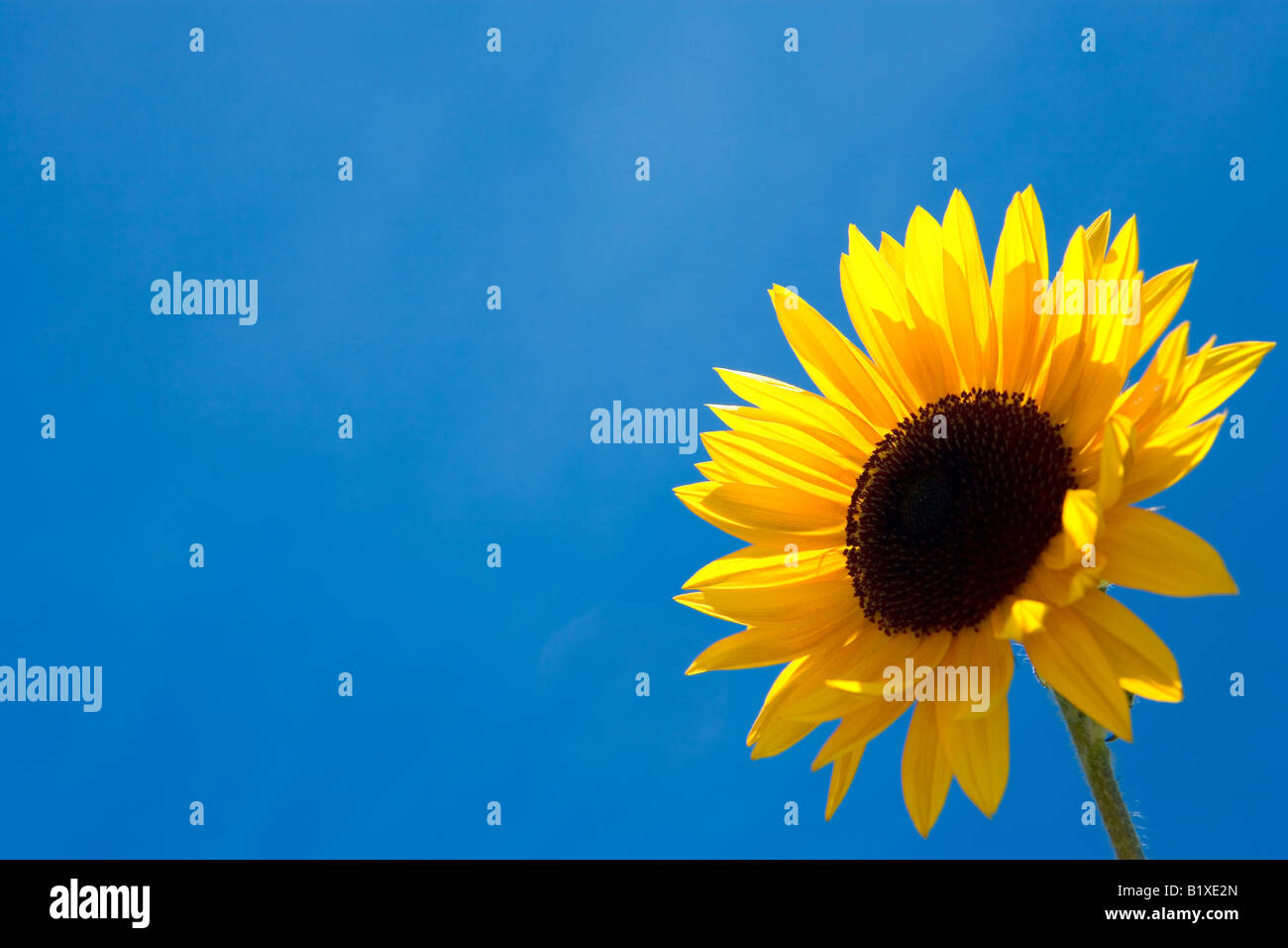 Sun Flower contro il cielo blu Foto Stock