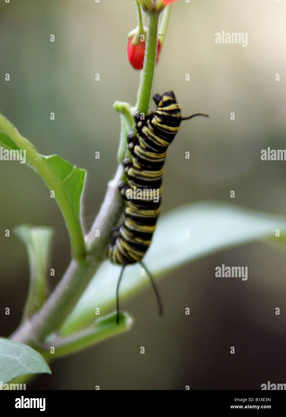 Farfalla monarca Caterpillar, Danaus plexippus, Nymphalidae Foto Stock