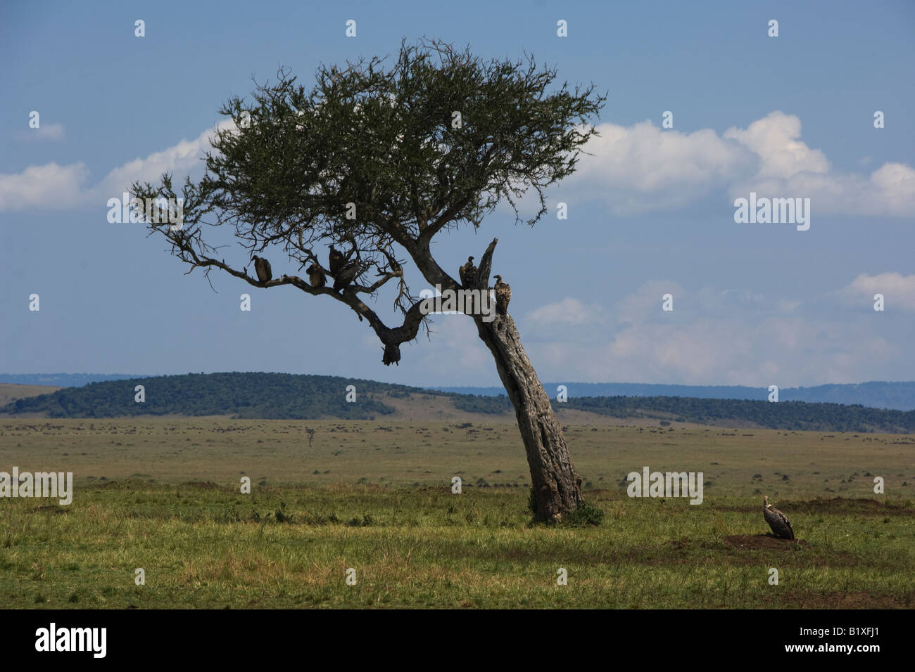 Gli avvoltoi in una struttura ad albero di Shepard Foto Stock
