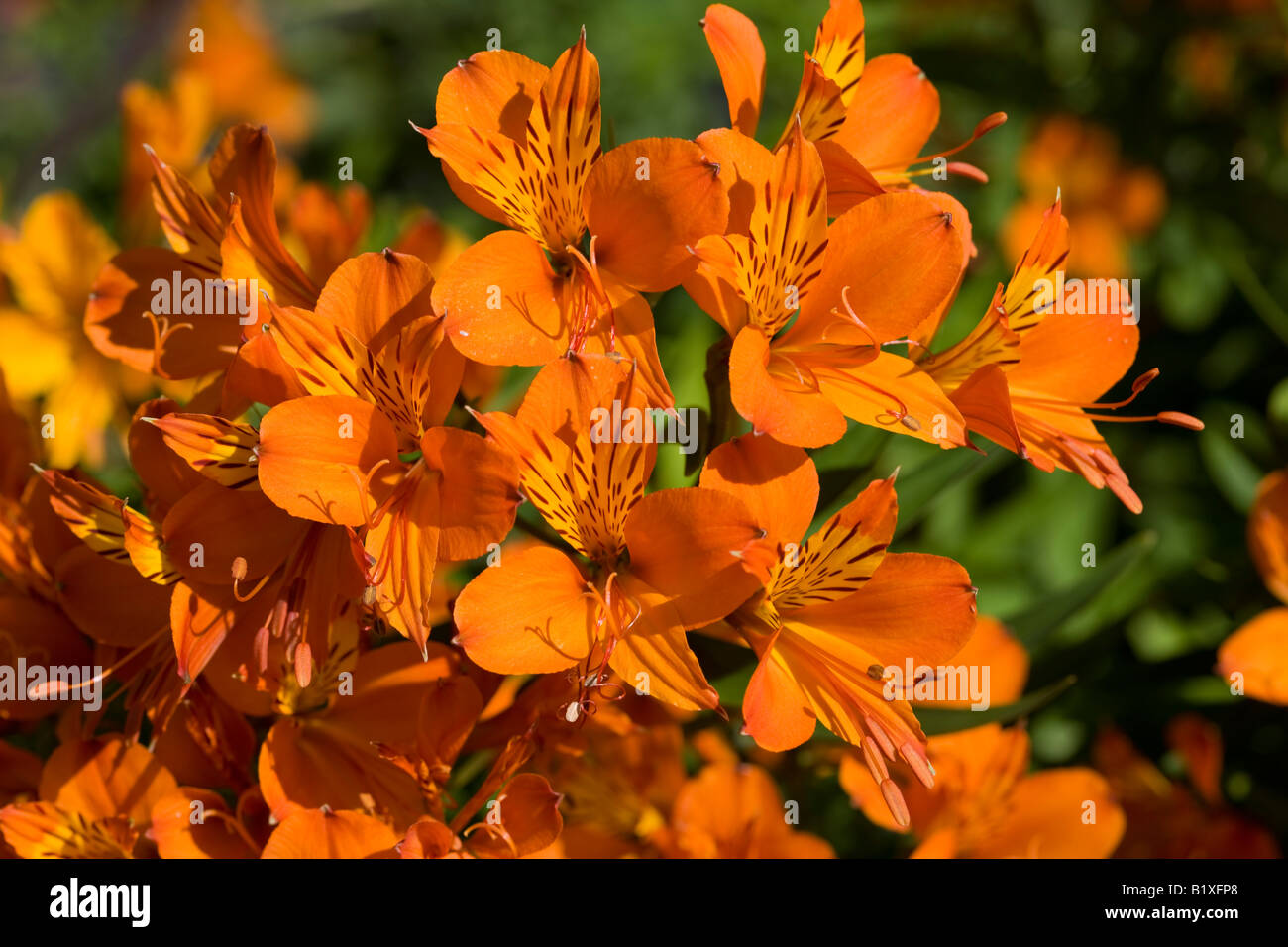 Giglio dorato-di-il-Incas (Alstroemeria aurea) Foto Stock