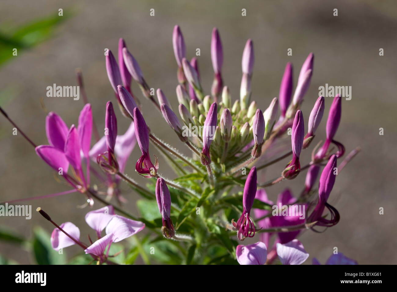 Fiore di ragno (Cleome hassleriana) Foto Stock