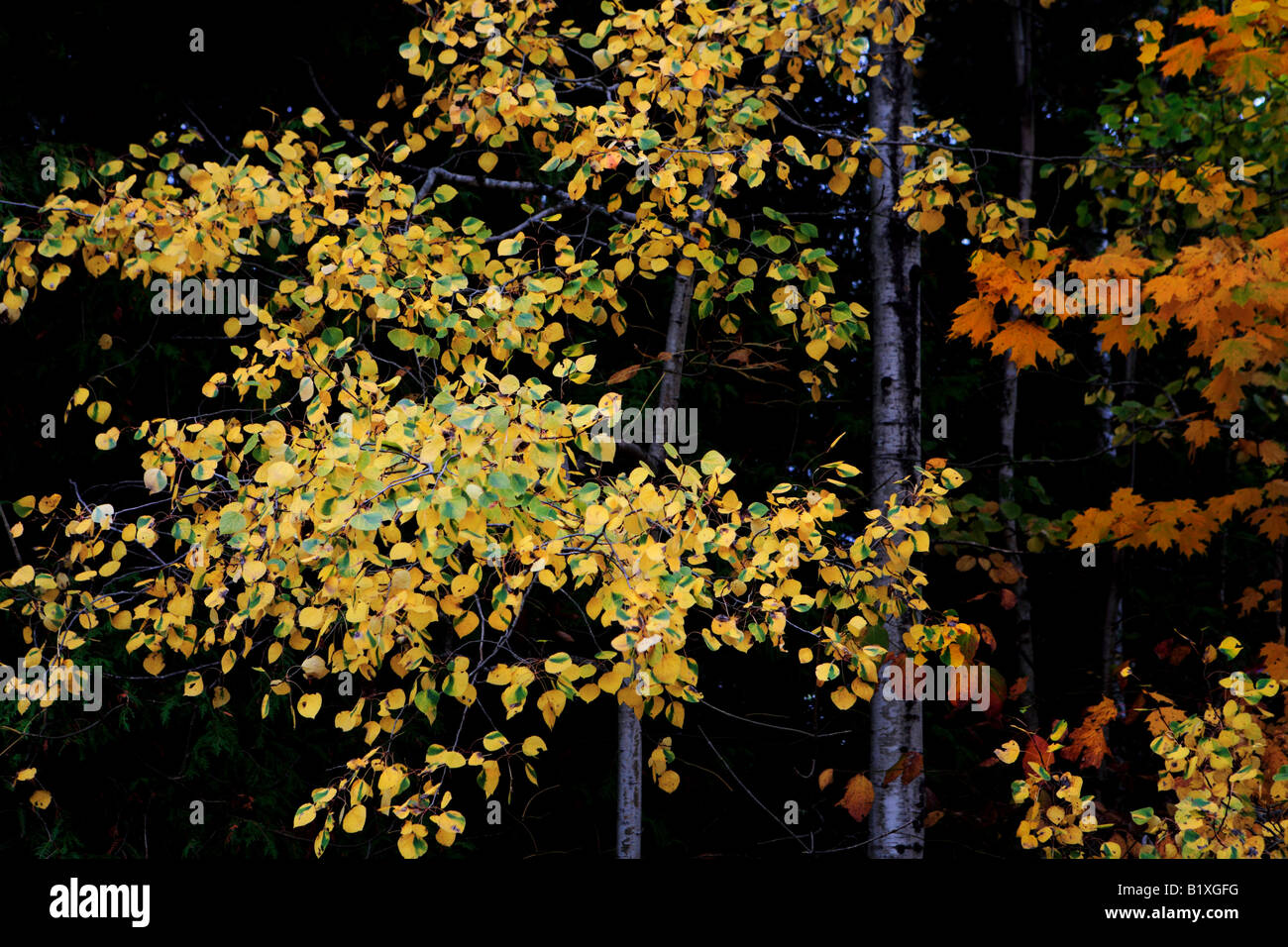 ASPEN rosso e di alberi di acero in autunno foresta in Newport stato parco Door County Wisconsin USA nel mese di ottobre Foto Stock