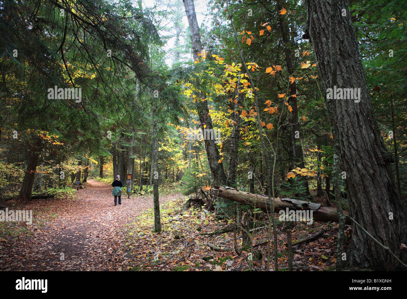 Escursionista all inizio del sentiero di Newport a Newport stato parco Door County Wisconsin USA in autunno autunno foresta Foto Stock