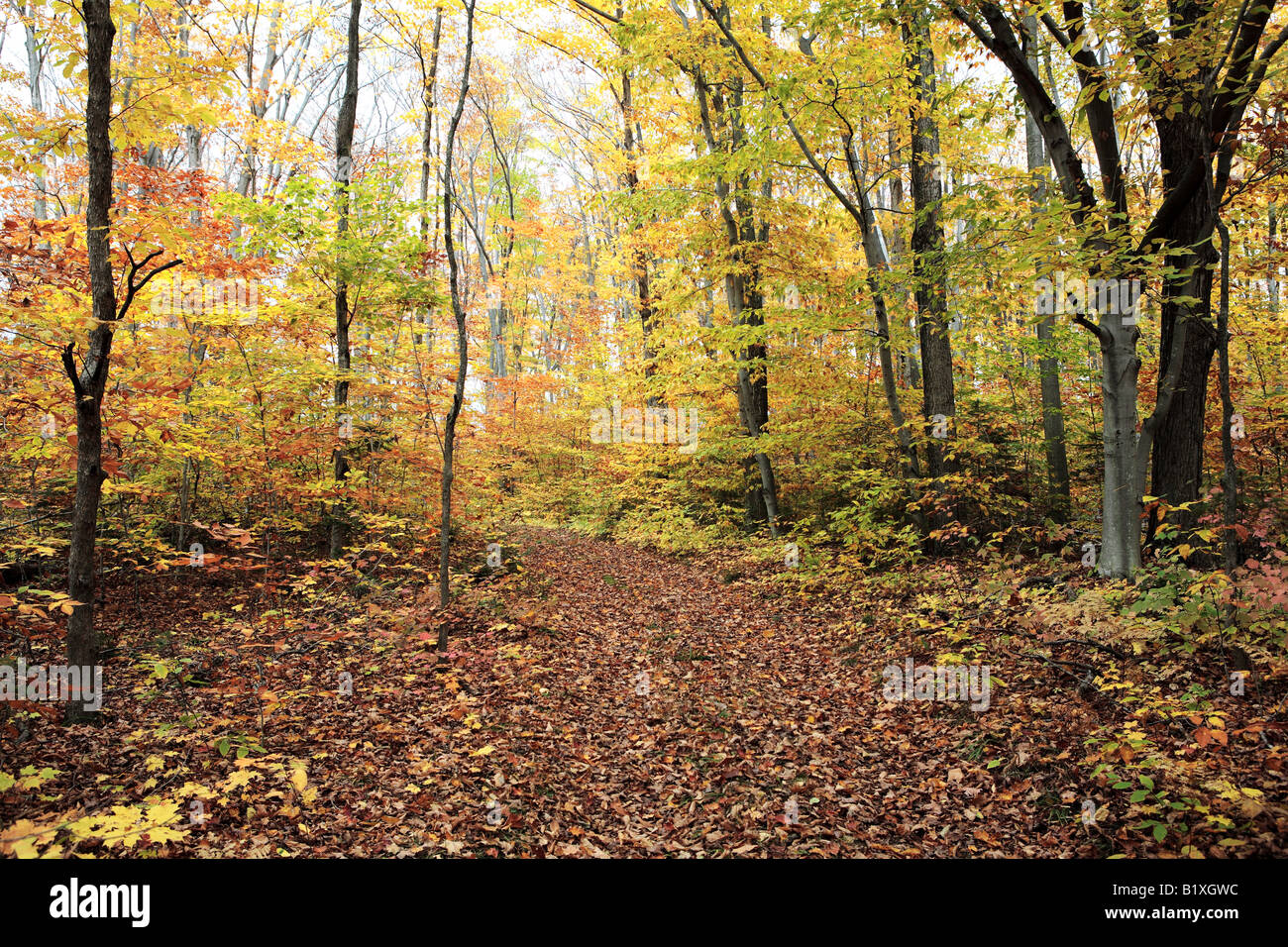 ROWLEYS BAY TRAIL IN NEWPORT stato parco Door County Wisconsin USA IN AUTUNNO Foto Stock