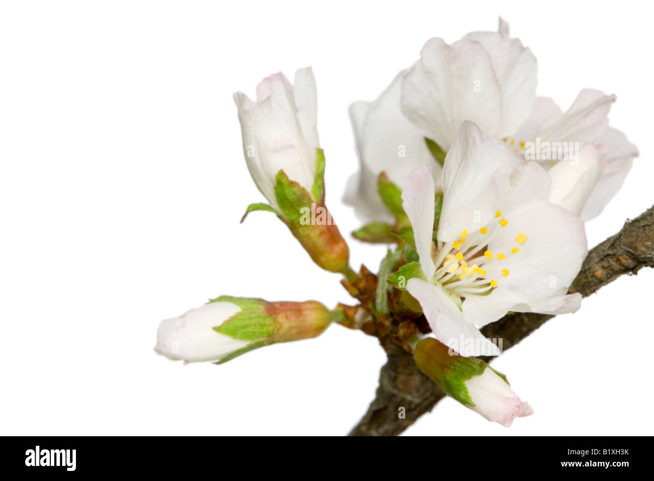 Infiorescenza di ciliegia isolato su bianco utile come elemento di design Foto Stock