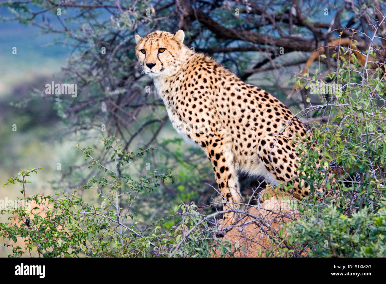 Un ghepardo (Acinonyx jubatus) in Etosha National Park, Namibia Foto Stock