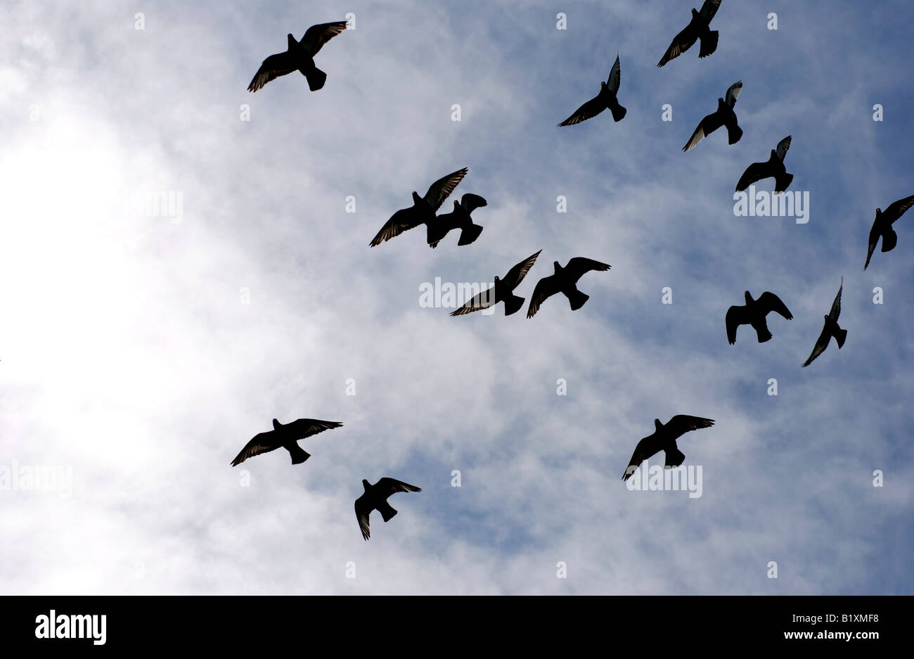 Stormo di piccioni viaggiatori, REGNO UNITO Foto Stock