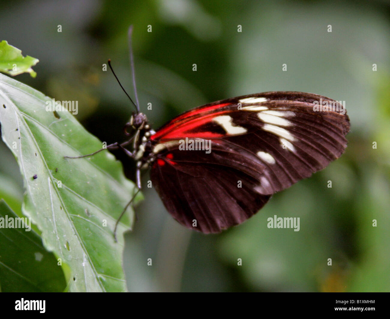 Portalettere Butterfly, Heliconius melpomene :, Nymphalidae, Sud America Foto Stock