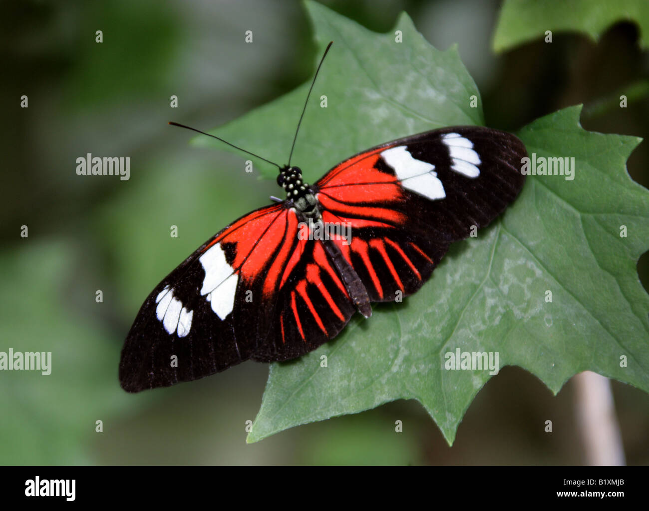Portalettere Butterfly, Heliconius melpomene :, Nymphalidae, Sud America Foto Stock