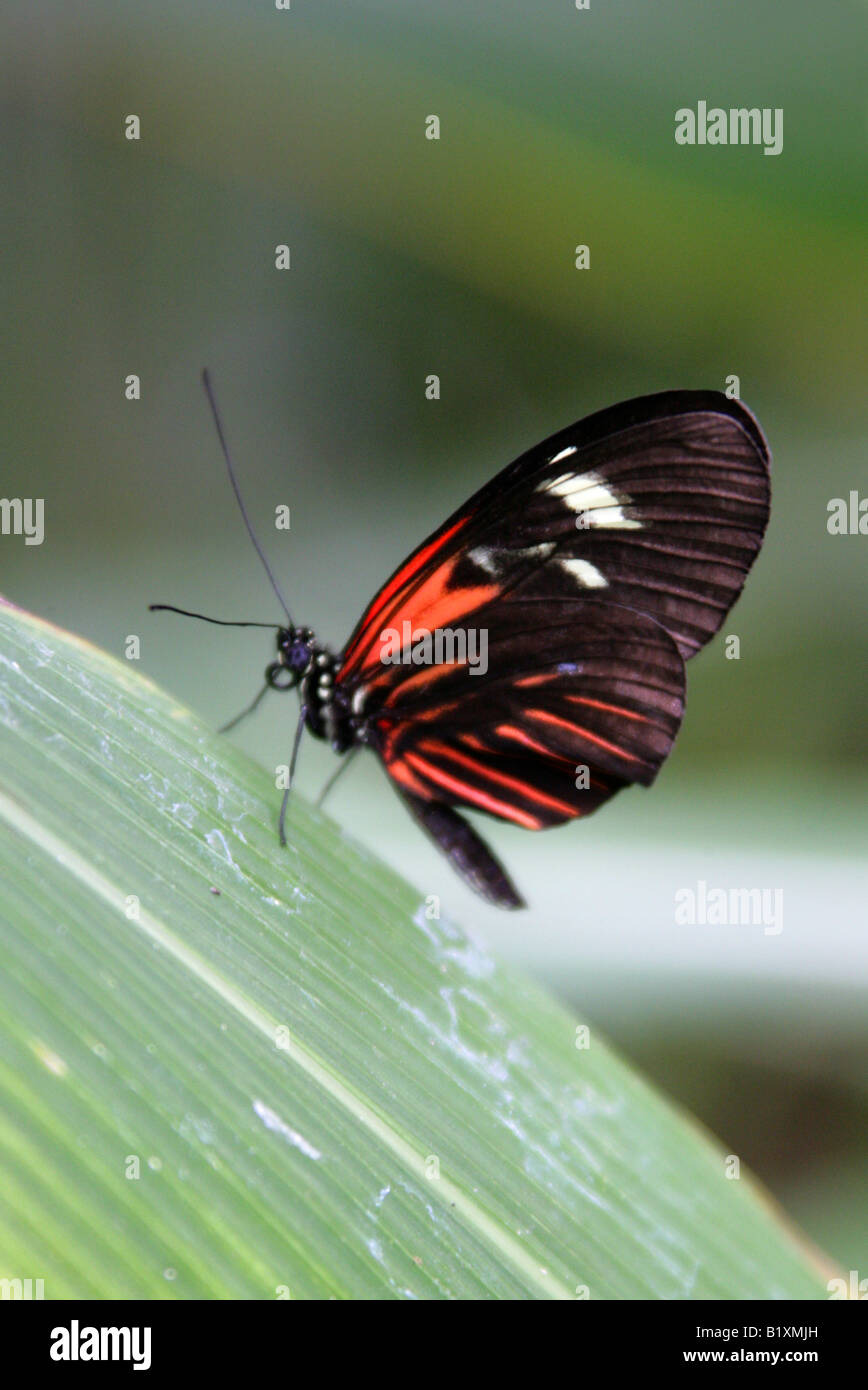 Portalettere Butterfly, Heliconius melpomene :, Nymphalidae, Sud America Foto Stock