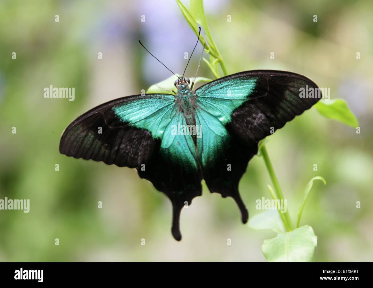 Blue Mountain o Ulisse a coda di rondine, Butterfly Papilio Ulisse, Papilionidae, Australia Foto Stock