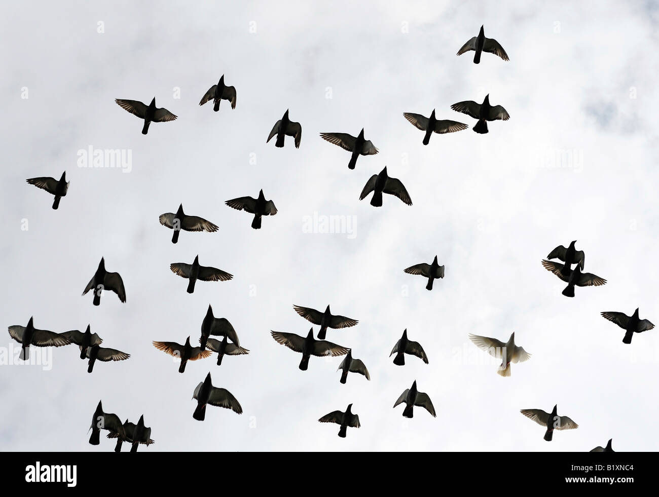 Un branco di piccioni volare. 05-lug-2008 Foto Stock