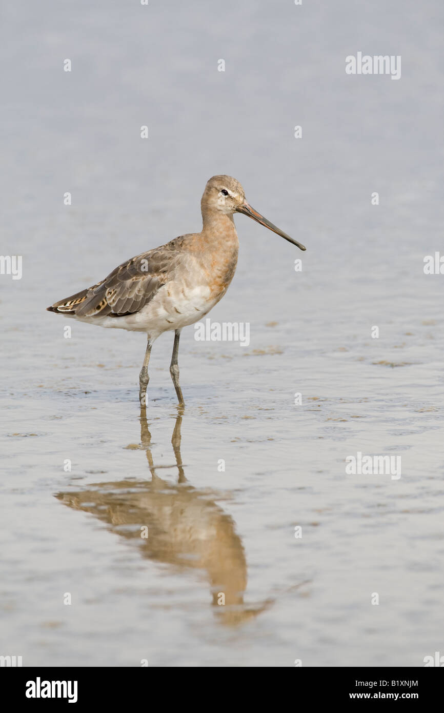 Nero-tailed Godwit Limosa limosa North Norfolk REGNO UNITO estate Foto Stock