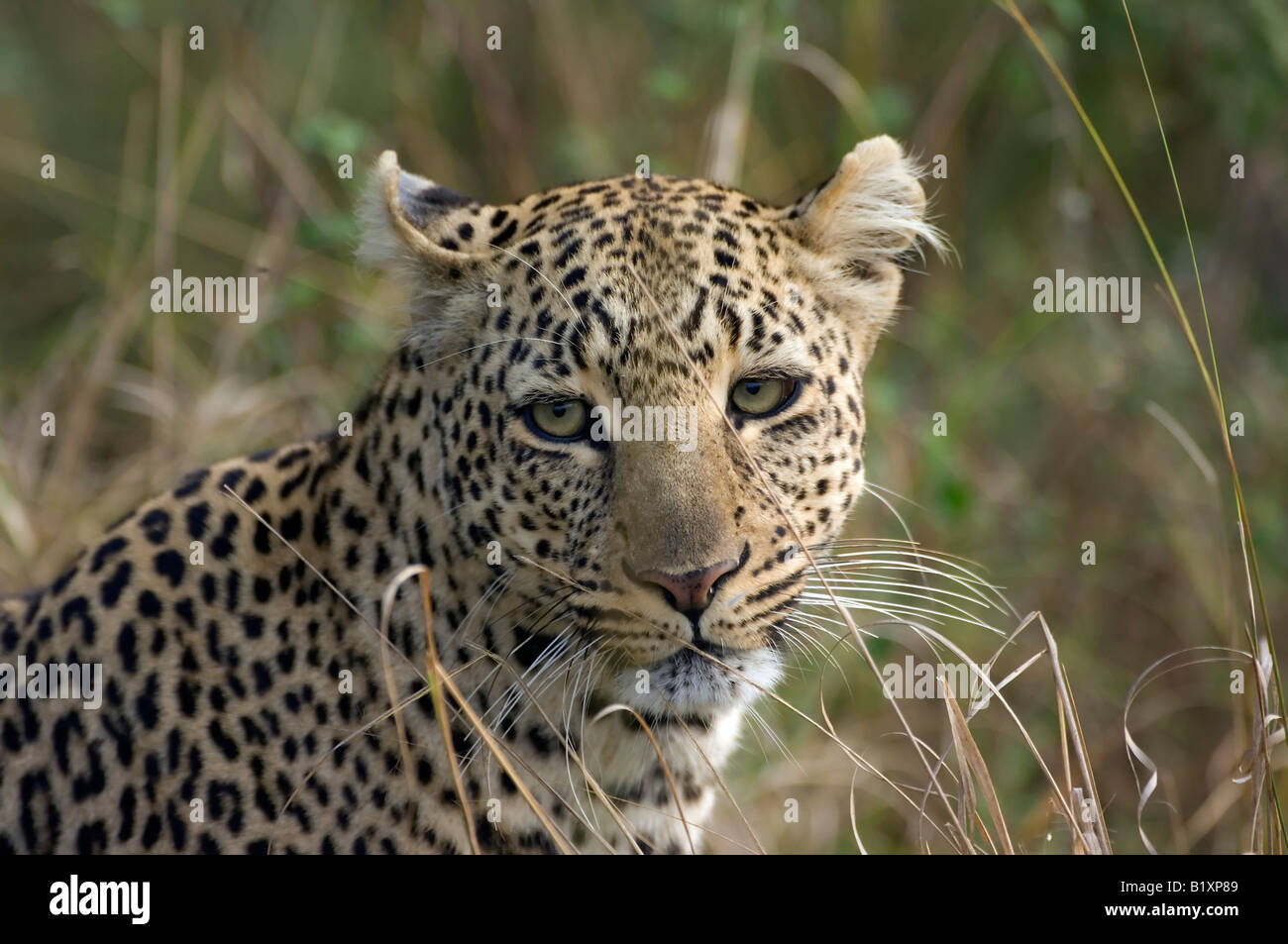 Leopardo, Kenya, Africa Foto Stock