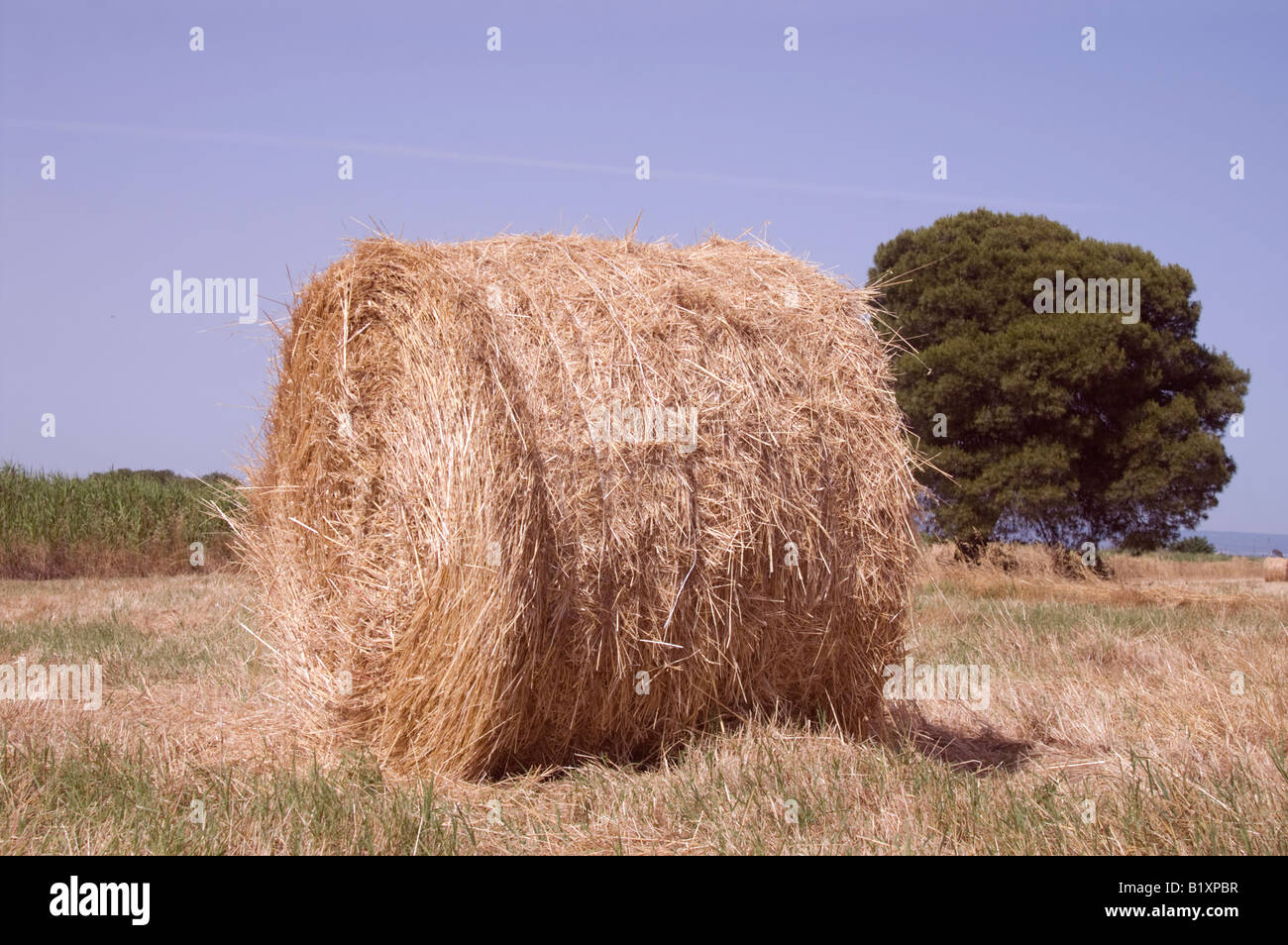 Giugno Agricoltura: frumento rotoli in Puglia Italia Foto Stock