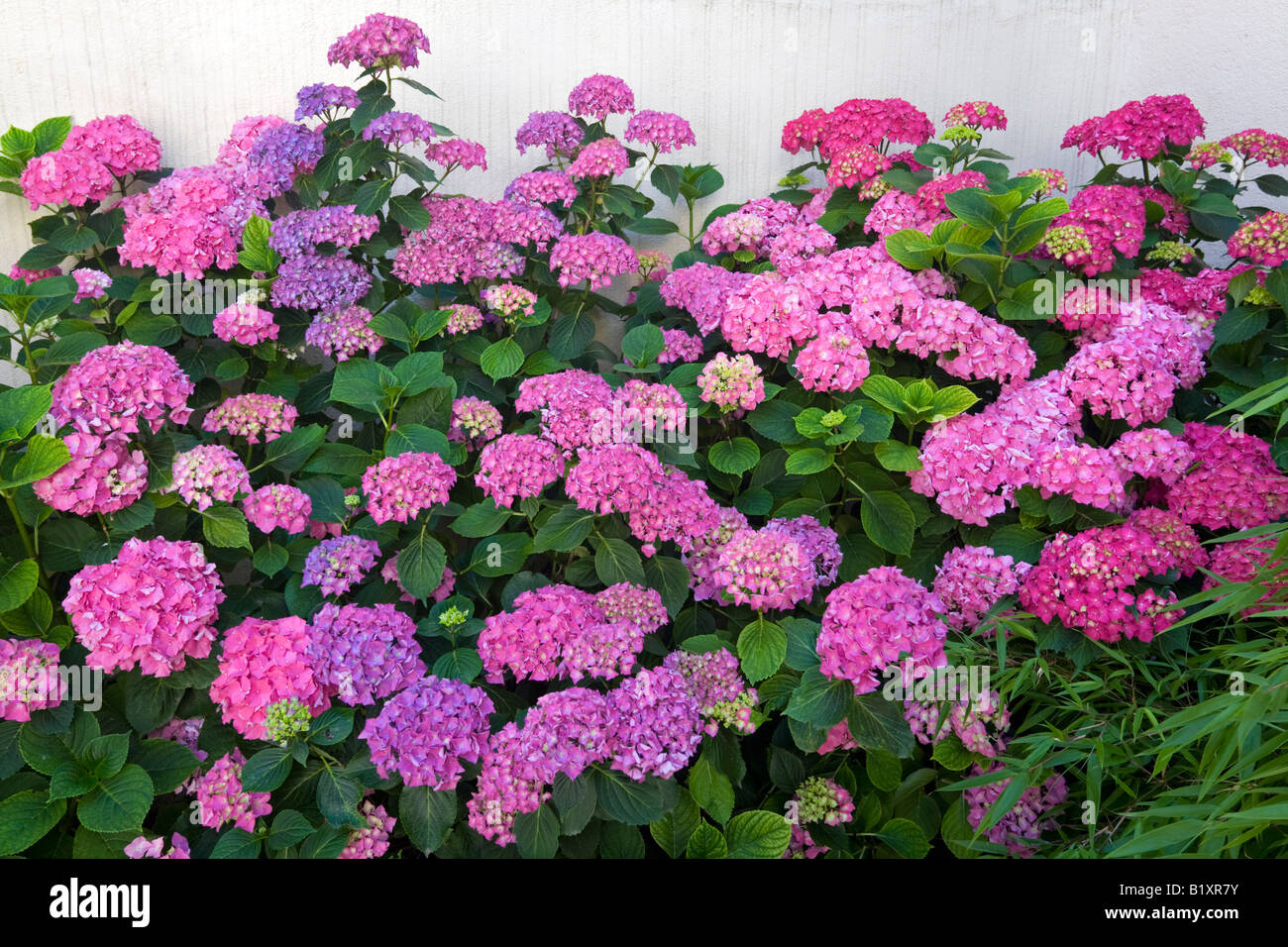 Pink Hydrangea bank (Hydrangea macrophylla), su una parete (Francia). Massiccio d'hortensia rose en fleurs, devant onu mur (Francia). Foto Stock