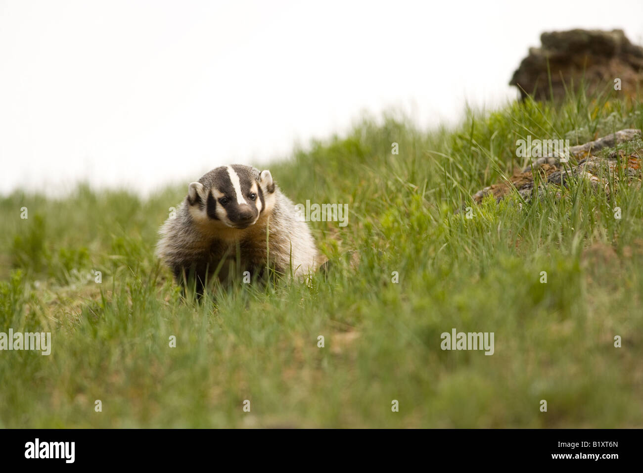 American Badger (Taxidea taxus) nel Parco Nazionale di Yellowstone, Wyoming Foto Stock