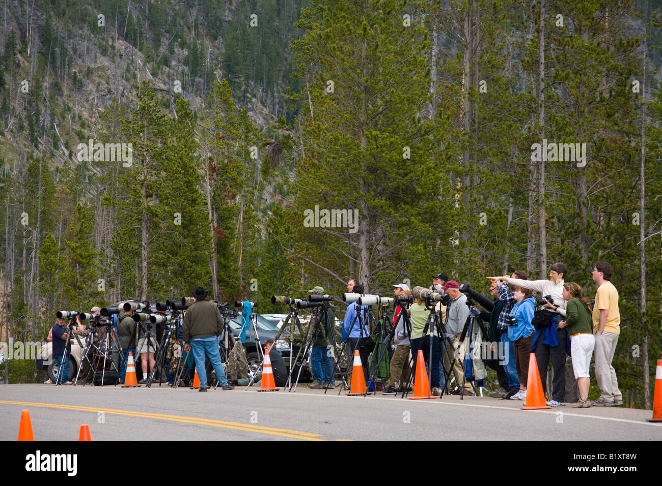Una fila di fotografi di scattare le foto della fauna nel Parco Nazionale di Yellowstone, Wyoming Foto Stock