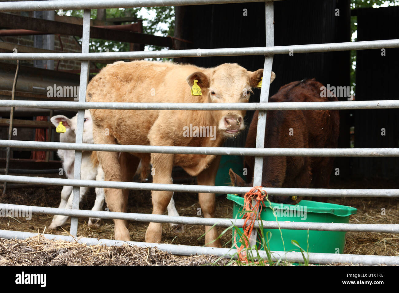 I vitelli in una fattoria NEL REGNO UNITO. Foto Stock