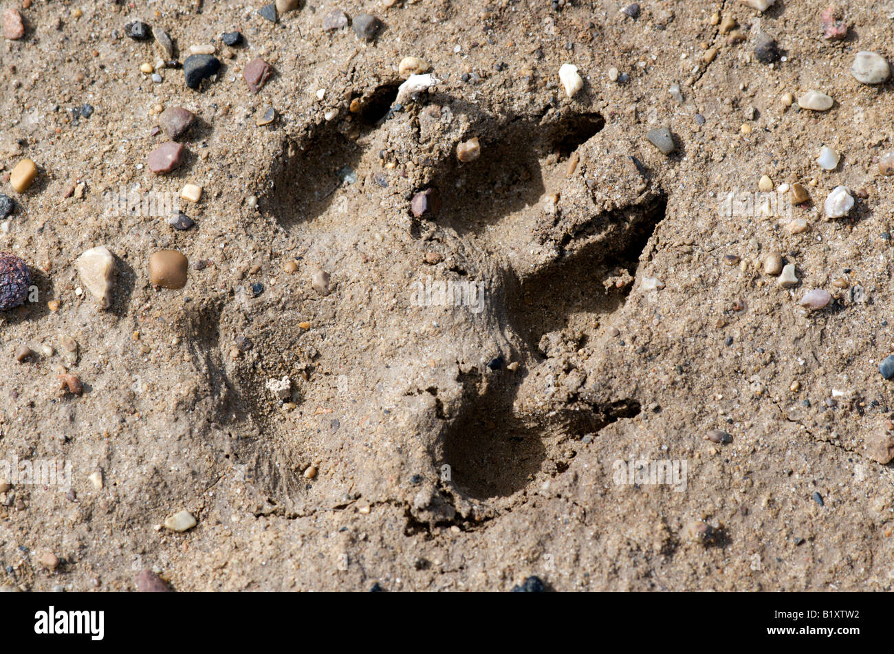 Polar Bear Paw trovati in alta Arctic sulle banche Isola, Johnson punto zona. Foto Stock